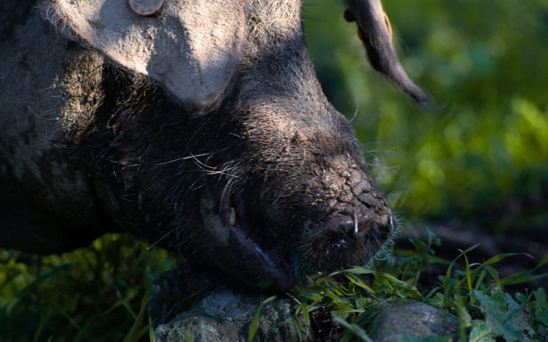 cuánto engordan los cerdos en la montanera
